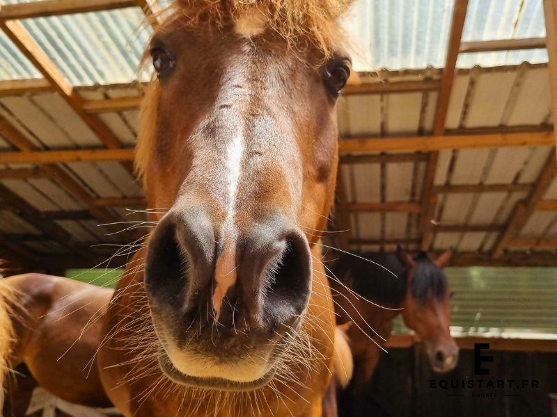 niveaux de compétition TREC